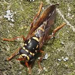 Primocerioides regale